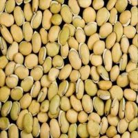 field-bean